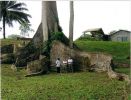 Ceiba gigante 1.jpg