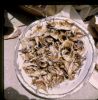 24_dry fish.jpg