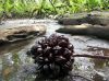 manglar_coquitos.jpg