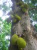 champadan o jackfruit.jpg